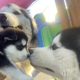 Alaskan Husky Puppies from Elite Therapy Pups