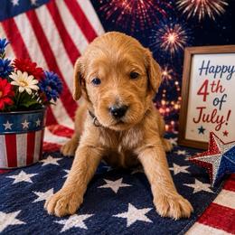 Sleepy- Black - Apricot male Goldendoodle puppy in Bay City, Texas from Charming Doods Goldendoodles