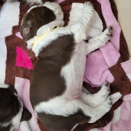 Boy 1 - English Springer Spaniel puppy in Franklinton, North Carolina from Wolfe Clan English Springer Spaniels