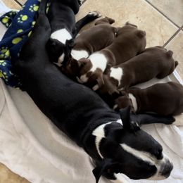 Boston Terrier Puppies from Dixe Hill Dogs