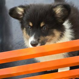 PEPPER - Black and tan male American Corgi puppy in Walker, Iowa from Double K Corgis