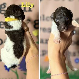 Lily (Yellow Collar Female) - Parti female Poodle puppy in Jasper, Georgia from Harrington Doodles & Poodles
