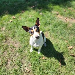 TIMBER - Rat Terrier