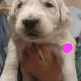 Pink - Golden female Golden Retriever puppy in Lucasville, Ohio from Halo Kennels