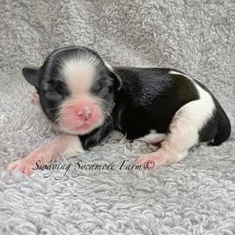 Black and White Female - SOLD - Black and white female Shih Tzu puppy in Crawfordsville, Indiana from Swaying Sycamore Farm
