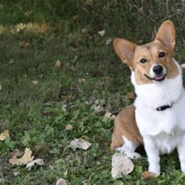 Pembroke Welsh Corgis from Kates Corgis