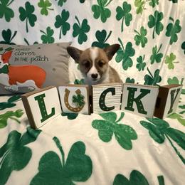 Pabble - Red male Pembroke Welsh Corgi puppy in Ohio from Canal Corgis