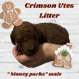 Poodle Puppies from Mountain Valley Poodles