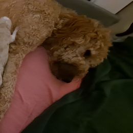 Goldendoodle Puppies from Dahlia Doodles