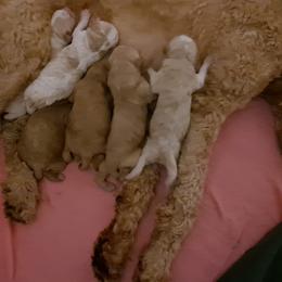 Goldendoodle Puppies from Dahlia Doodles