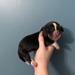 Valdimor - Black white and brown male Basset Hound puppy in Leroy, Michigan from Iron Sentry Farms