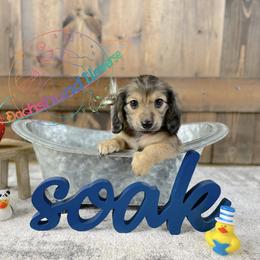 Dachshund Puppies from Dachshund Universe