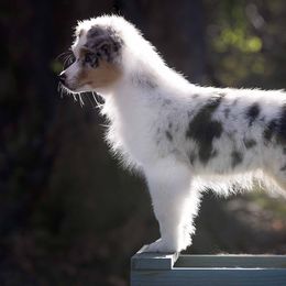 Australian Shepherd Puppies from Riverlook Australian Shepherds