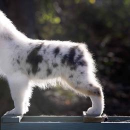 Australian Shepherd Puppies from Riverlook Australian Shepherds