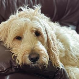 Bearded Retrievers and Labradoodles from Old Mission Retrievers