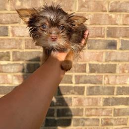 Girl 2 - Chocolate, tan and white female Yorkshire Terrier puppy in Mobile, Alabama from Ace of Spades Yorkies