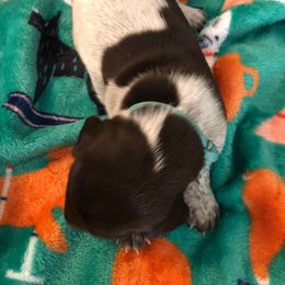 Girl 2 - German Shorthaired Pointer puppy in Fairmont, Minnesota from FairHill GSP’s