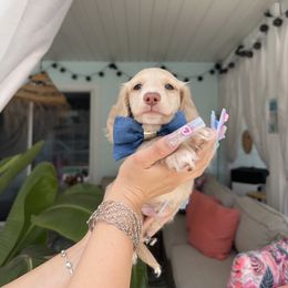 Dachshund Puppies from Dachshundly Perfect