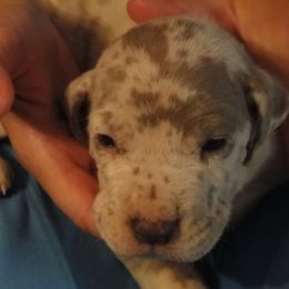 Cardigan Welsh Corgi and Great Dane Puppies from Red Oak Farm and Kennel