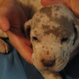 Cardigan Welsh Corgi and Great Dane Puppies from Red Oak Farm and Kennel