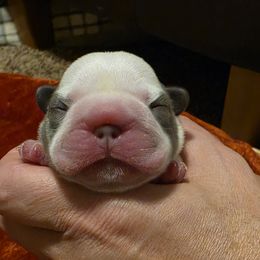 Girl 1 - female French Bulldog puppy in Columbia Falls, Montana from Glacier French Bulldogs of Montana