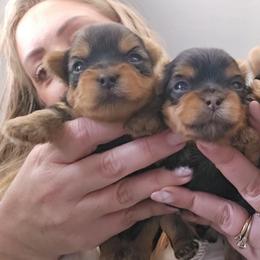 Girl 2 - Black and gold female Yorkshire Terrier puppy in Hopkinsville, Kentucky from Dreams Come True Yorkies