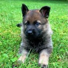 German Shepherds from Vom Rich Haus