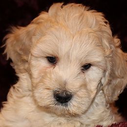 Goldendoodle Puppies from Lakeshore Doodles