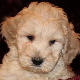 Goldendoodle Puppies from Lakeshore Doodles