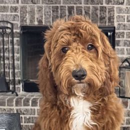 Rosie - Goldendoodle