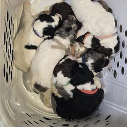 Assorted Doodle Crosses and Poodle Puppies from Royal T Acres