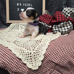 5 purple collar girl - Black and tan female Pembroke Welsh Corgi puppy in Harrisburg, Illinois from Parish Corgis