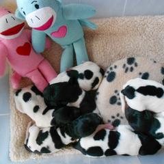 Stabyhoun Puppies from Fryske Point