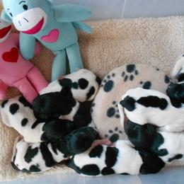 Stabyhoun Puppies from Fryske Point