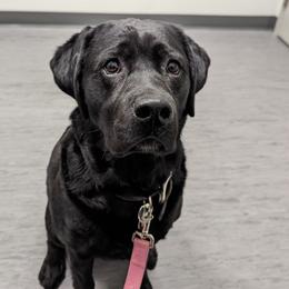 Emma - Labrador Retriever