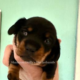 Dachshund Puppies from Shannon Dolly’s Dachshunds