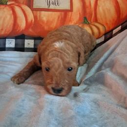 Betty - Red  female Goldendoodle puppy in Haddam, Kansas from Golden B Acres