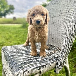 Boy 1- Cash - male Labradoodle puppy in Mountain View, Missouri from Gastineau Doodles