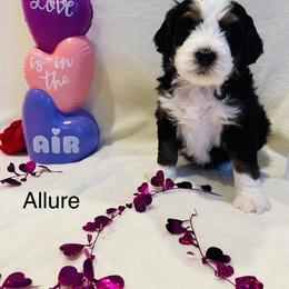 Allure - Tri-color female Bernedoodle puppy in Sandy, Oregon from MC Doodles