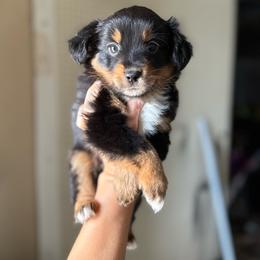 Nick aka Snickers - Black tri male Miniature Australian Shepherd puppy in Clarkesville, Georgia from North Georgia Gems