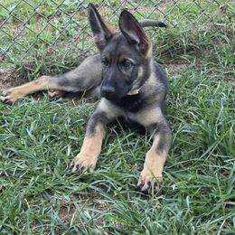 Brooklyn (Female) - Sable female German Shepherd puppy in Orgas, West Virginia from Haus der Höllenhunde