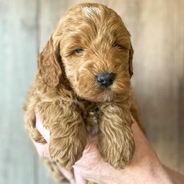 "Flint-Zoey's 3rd Litter" Cavapoo and Goldendoodle Puppies from A2Z Doodles