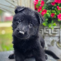 Yellow Girl - Amora - Black female German Shepherd puppy in Purdon, Texas from TEXAS DDR GSD