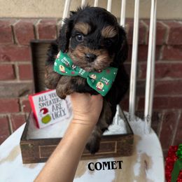 Comet - Black and tan male Cavapoo puppy in Herriman, Utah from Gypsi Doodles & Poodles LLC.