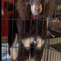 Goldendoodle and Poodle All Grown Up from Rolling Oak Doodles