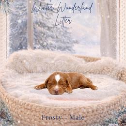 Frosty - Red  male Goldendoodle puppy in Canton, Georgia from Teddy Puppies