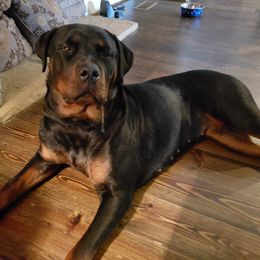 Rottweiler Puppies from Baldwin Rottweilers