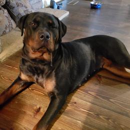Rottweiler Puppies from Baldwin Rottweilers