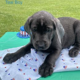 Dilute Retriever and Labrador Retriever Puppies from Cooper Charcoal Labs