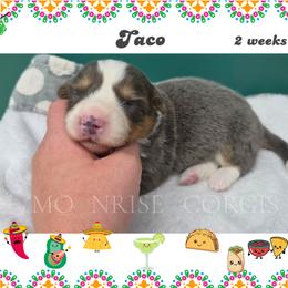 Taco - Gray and white male American Corgi puppy in Mansfield, Ohio from Moonrise corgis